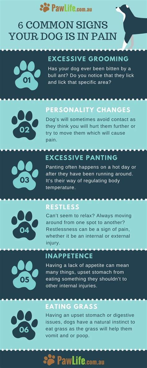 Pin On Pet Health Tips