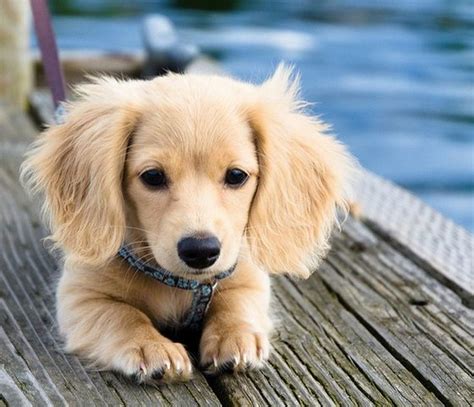 Miniature Dapple Dachshund Puppies For Sale In Texas Bleumoonproductions