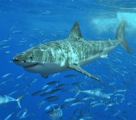 Great White Sharks National Geographic Education Blog