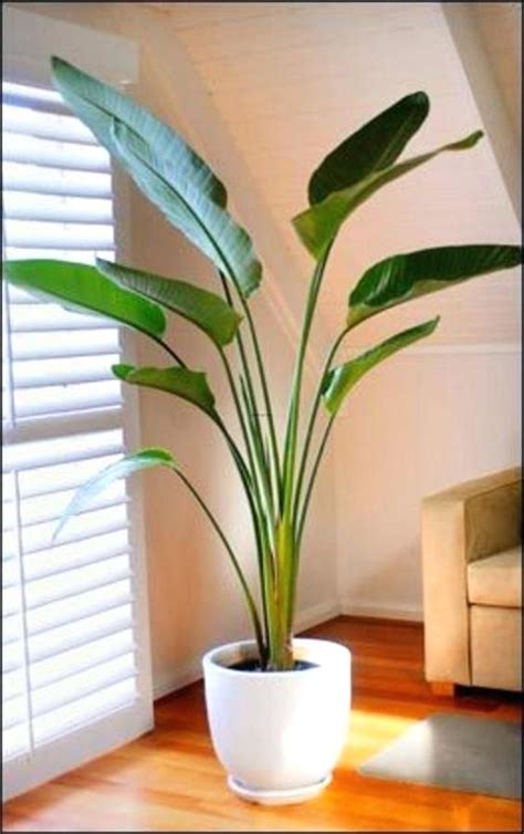 Gardino nursery loxahatchee groves, fl nursery open by appointment only. best indoor palm trees plants suitable for beginners ...