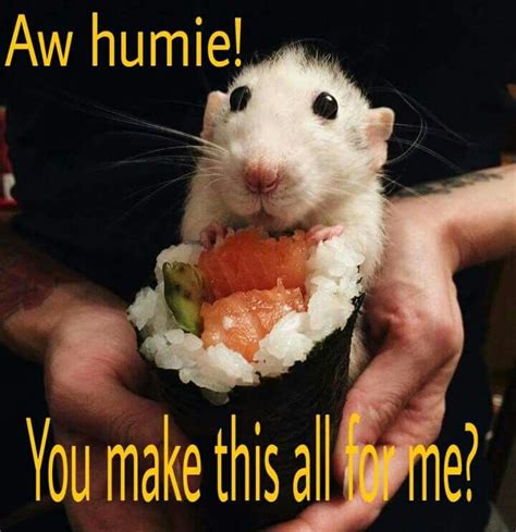 Rat Meme Hamsters Rodents Animals And Pets Baby Animals Funny