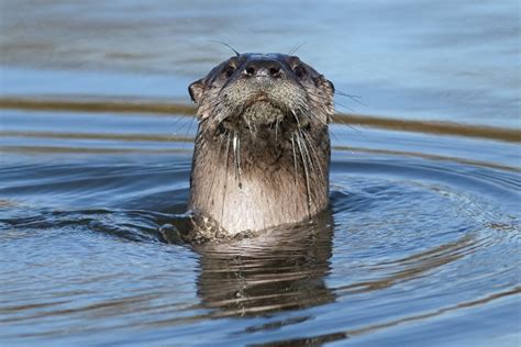 Otter is where conversations live. River Otter- Facts and Beyond | Biology Dictionary