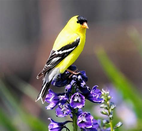 American Goldfinch Birdwatching