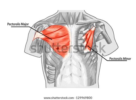 Pectoralis Major Muscle Muscles Chest Thorax Stock Vector Royalty Free