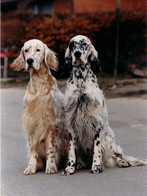 East coast llewellin setters breeder of llewellin setters. 44 best Llewellin Setters images on Pinterest | English setters, English setter puppies and Dogs