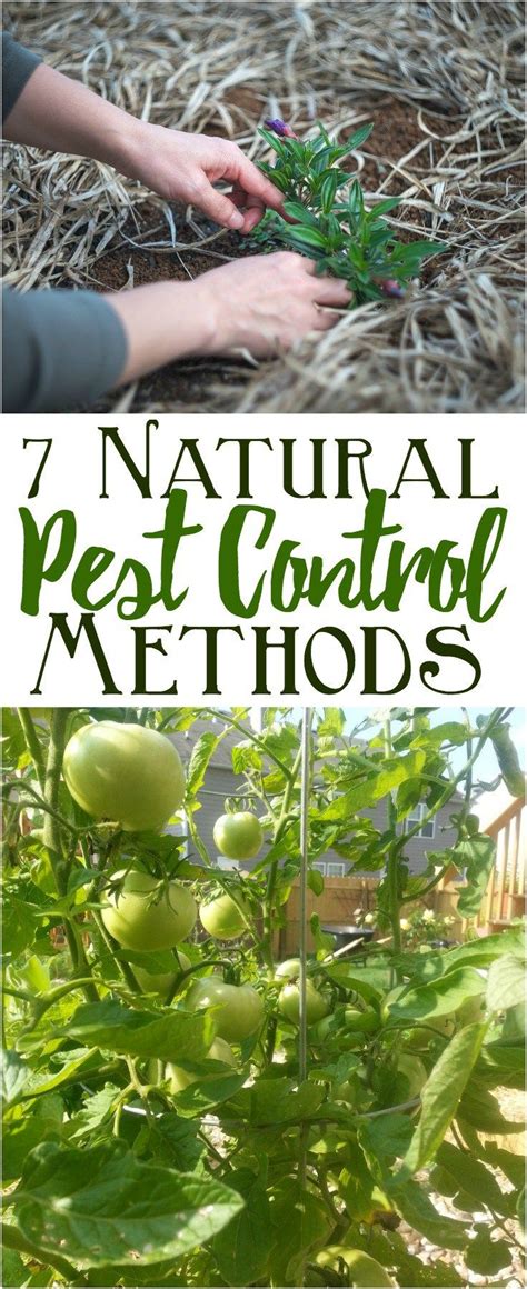 Maybe you would like to learn more about one of these? Try these natural pest control methods for garden pest control! Natural sprays, soil fertility ...