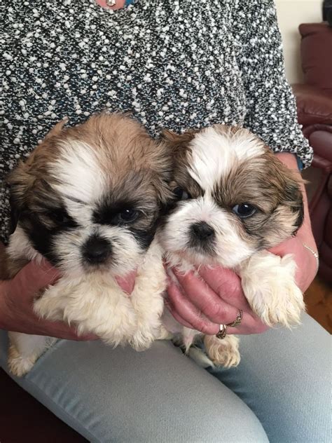 Maybe you would like to learn more about one of these? Shih Tzu Puppies For Sale | Rochester, NY #187768