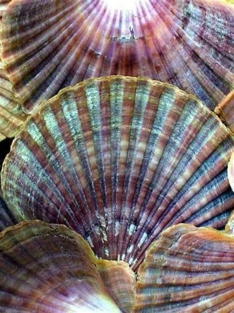 Pin By Mrs Nsmk On Beautiful Sea Shells Patterns In Nature Shells