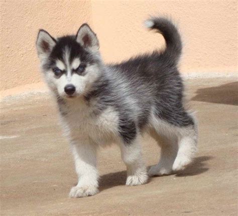 Siberian huskies are not recommended for apartment living and are now, here are the perks of having siberian husky puppies at home and watching them grow into. Alaskan Husky Puppy Price Information | PETSIDI