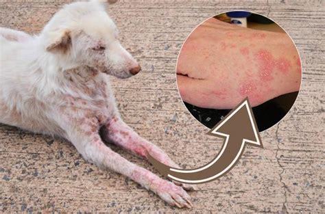 9 Diseases Dogs Can Transfer To Humans Common Zoonotic Diseases