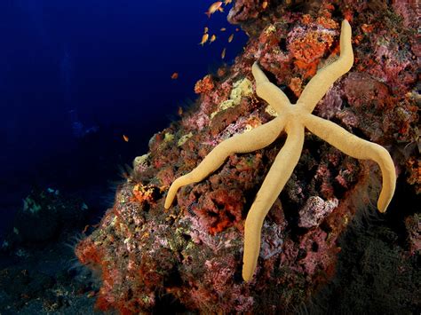 What Do Sea Stars Eat Discover Their Surprising Feeding Habits
