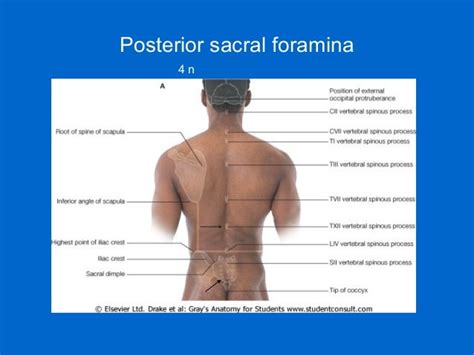 Surface Anatomy Of Back