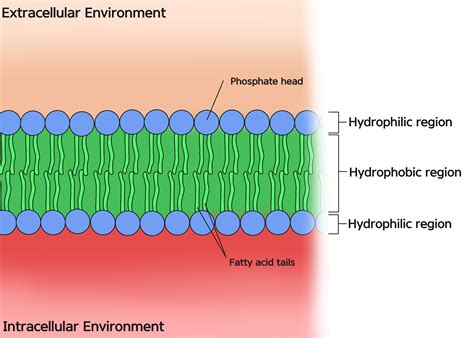 Draw a picture of the lipid bilayer. Which part is hydrophob | Quizlet