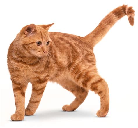 Types Of Cats Domestic Cat Breeds Dk Find Out