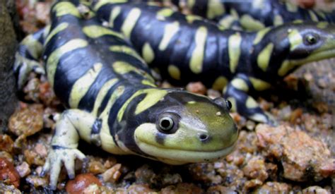 La Salamandre Tigr E Ou Ambystoma Tigrinum Alimentation Comportement