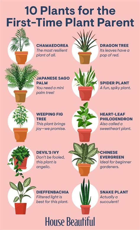 The Horticultural Chart Of Houseplants In Common