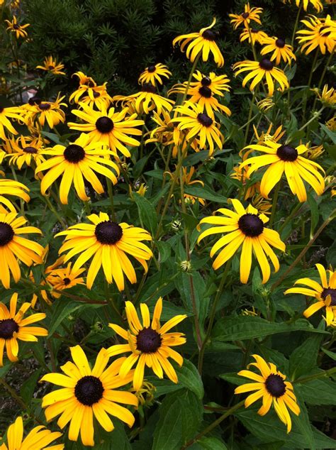 Free Images Nature Meadow Petal Herb Botany Yellow Flora