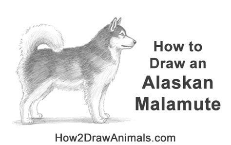 How to draw a german shepherd dog (head detail). How to Draw a Dog (Alaskan Malamute) VIDEO & Step-by-Step ...