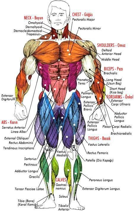 Anatomy Of The Female Body Muscles