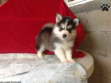 High breeding standards · call us 7 days a week Husky Mix Puppies For Sale Near Me | PETSIDI