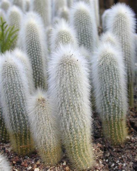 Cleistocactus Fuzzy White Jardín De Cactus Plantas Exóticas
