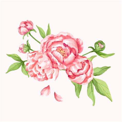 Hand Drawn Pink Peony Flower Illustration Download Free Vectors