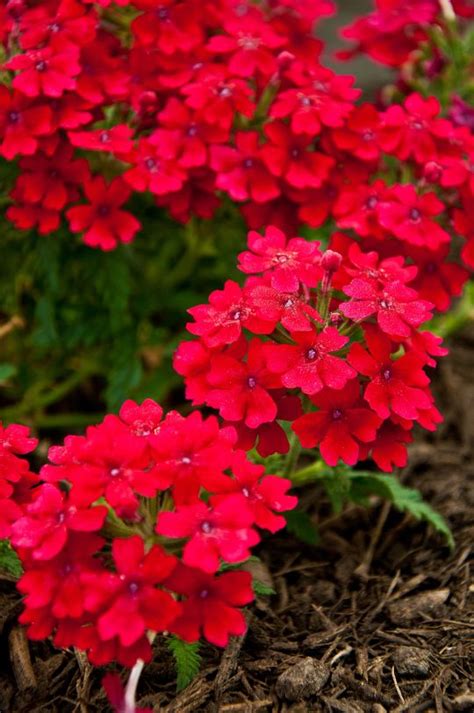 Plant breeders have recently updated some heirloom shrubs. Flowering Plants for Texas and Natives | Texas plants ...