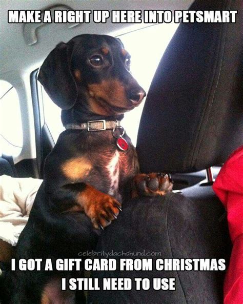 Catch The Unbelievable Funny Wiener Dog Memes Hilarious Pets Pictures