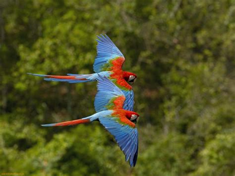 Bird flight is the primary mode of locomotion used by most bird species in which birds take off and fly. Colorful Birds Flying | WeNeedFun