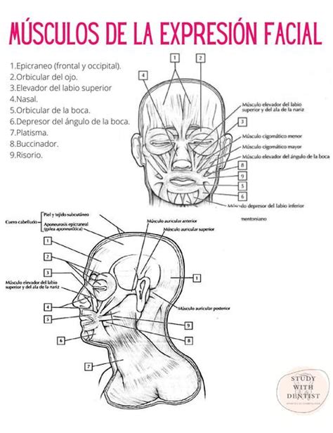 Resúmenes De Músculos Faciales Descarga Apuntes De Músculos Faciales