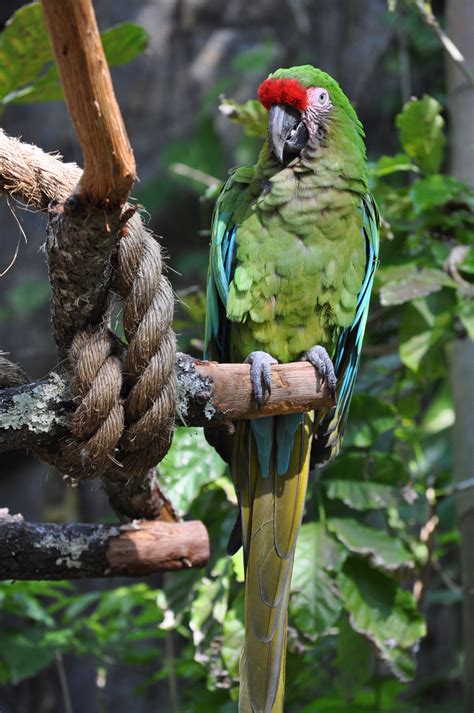 Military Macaw Jungle Jims Jungle Theme Jungle Animals Majestic