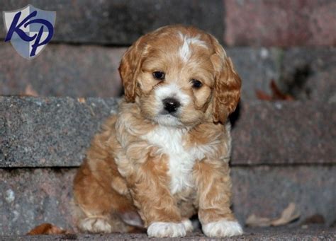 Free Pets In Pennsylvania Tank Cockapoo Puppies For Sale In Pa