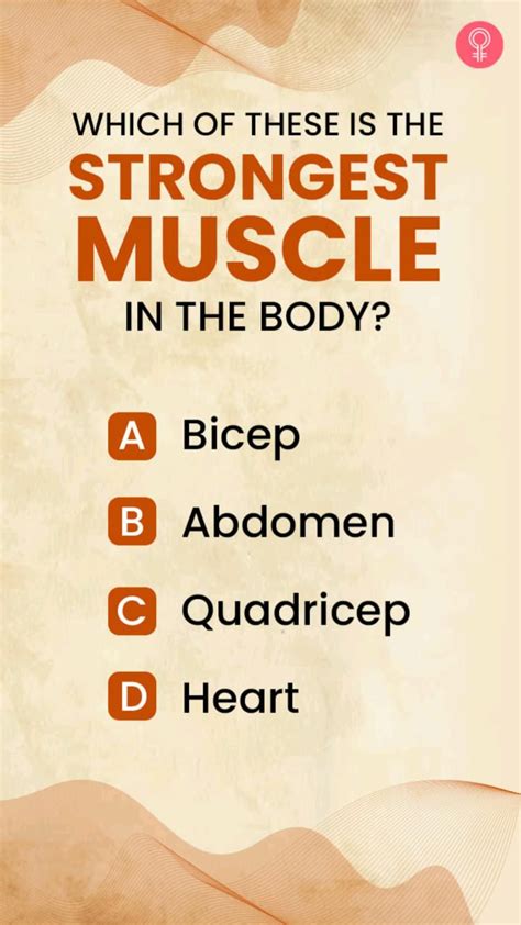 Which Is The Strongest Muscle In Your Body Artofit