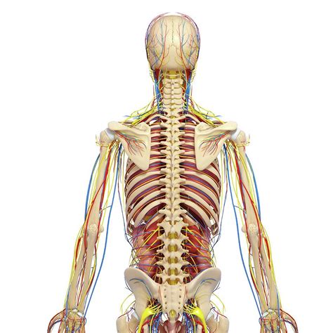 Back Anatomy Photograph By Pixologicstudioscience Photo Library Pixels