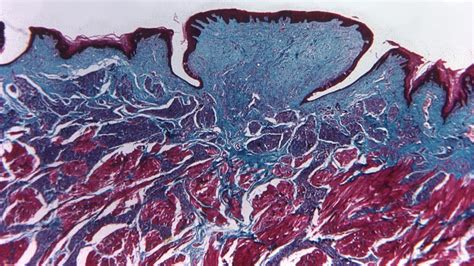 Conoce El Atlas Digital De Histología De La Facultad De Medicina