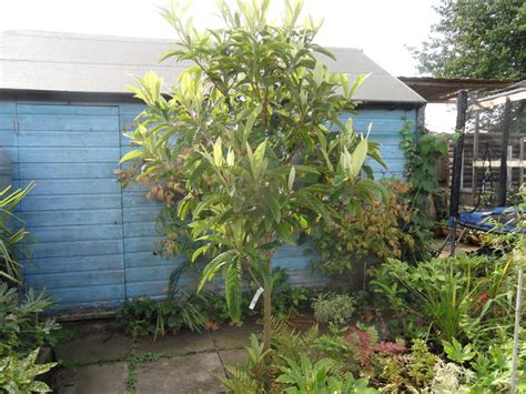 Growing Eriobotrya Japonica Japanese Loquat Or Medlar In The Uk