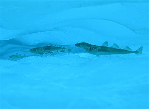 Arctic Cod Swimming Among Sea Ice Us Climate Resilience Toolkit