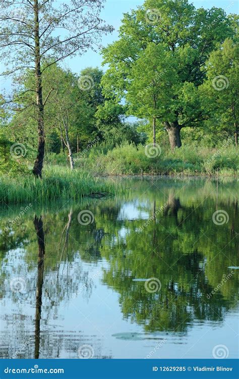 Reflection Of Trees In The Water Stock Image Image Of Blue Water