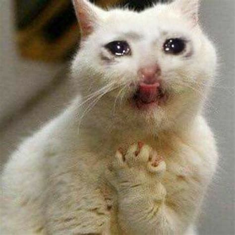 Crying Cat 1080x1080 Meme Dank Cat Memes Screaming 1080x1080 Gamerpic