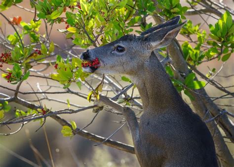 What Do Whitetail Deer Eat