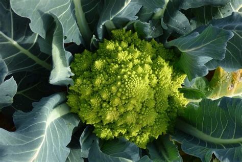 5 Different Types Of Broccoli You Can Grow In Your Garden Agrownets