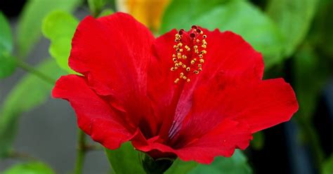 Bunga kebangsaan di malaysia ialah bunga raya yang dikategorikan dalam 'genus hibiscus'. Pengisytiharan Bunga Raya Sebagai Bunga Kebangsaan - PeKhabar