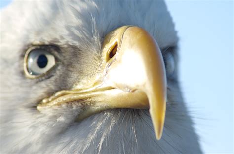 Filebald Eagle Alaska 22