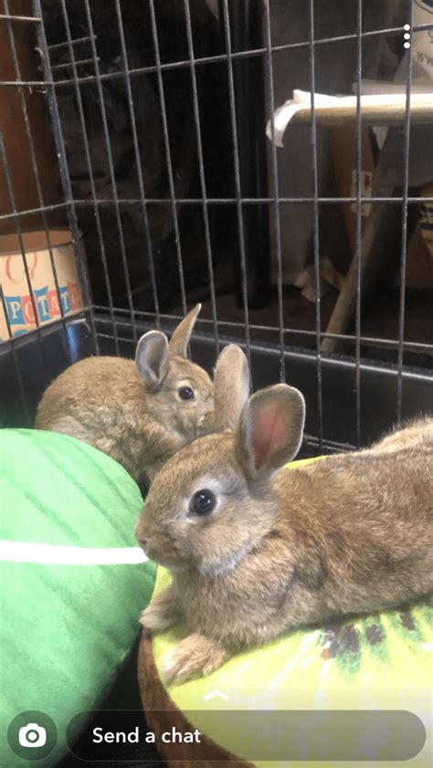 Pygmy Rabbit Rabbits For Sale Anaheim Hills Ca 305925
