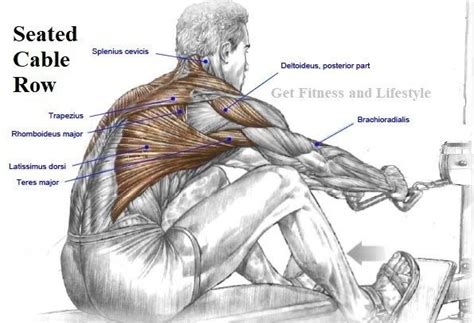 Seated Cable Row Will Target Almost All Your Back Muscles The Major