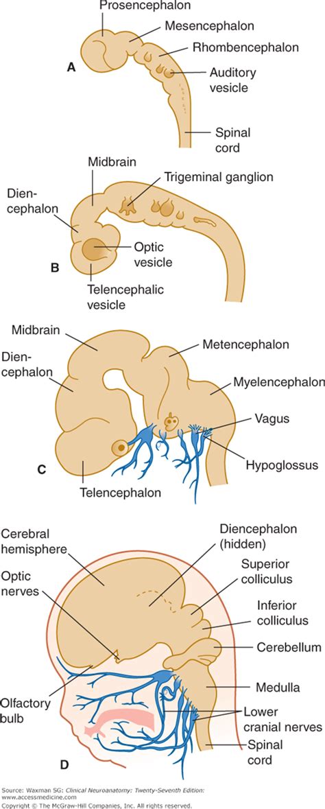 Yet, human brainstem physiology is poorly understood given the. Bookbrain Stem Nuclei - Katy Hanson On Instagram A Map Of The Brainstem Cranial Nerve Nuclei ...