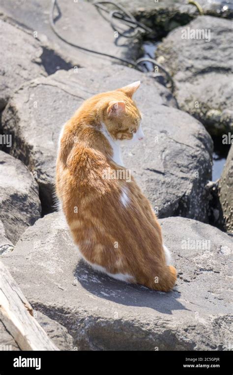 Calico Bobtail Cat Sitting On Rock Stock Photo Alamy