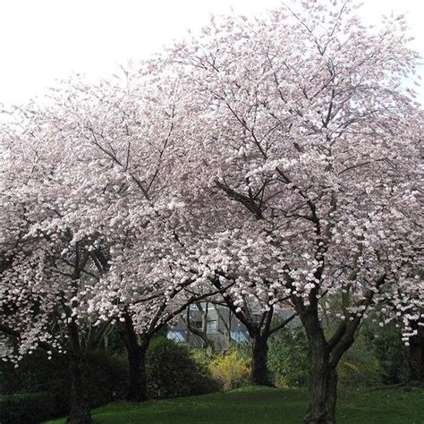 Hi, i am just getting started in gardening. Meteor Cherry Cherry Tree - Meteor Bright Red Berries ...
