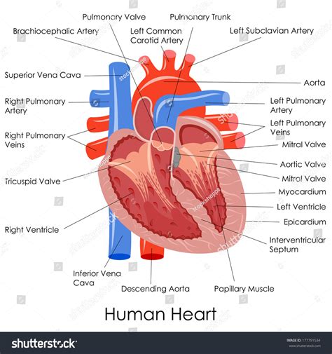 Vector Illustration Of Diagram Of Human Heart Anatomy