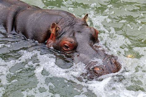 The Most Dangerous Animal is…The Hippo? | Cool Kid Facts